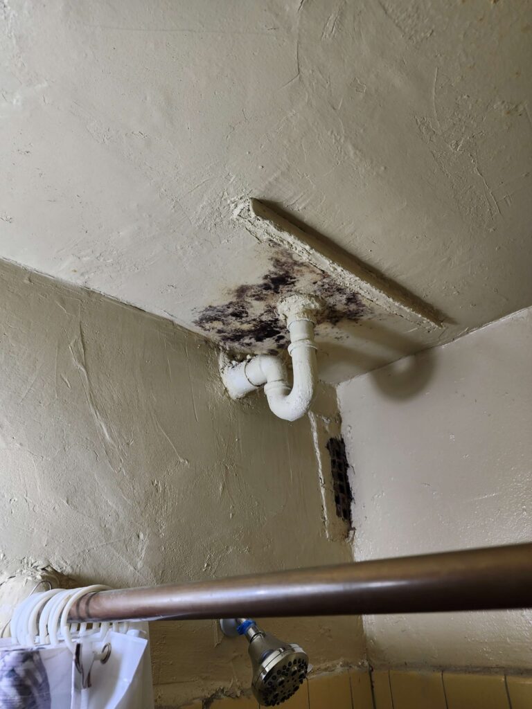 Dark mold growth surrounds a white drain pipe on a textured bathroom ceiling and wall. TITLE: