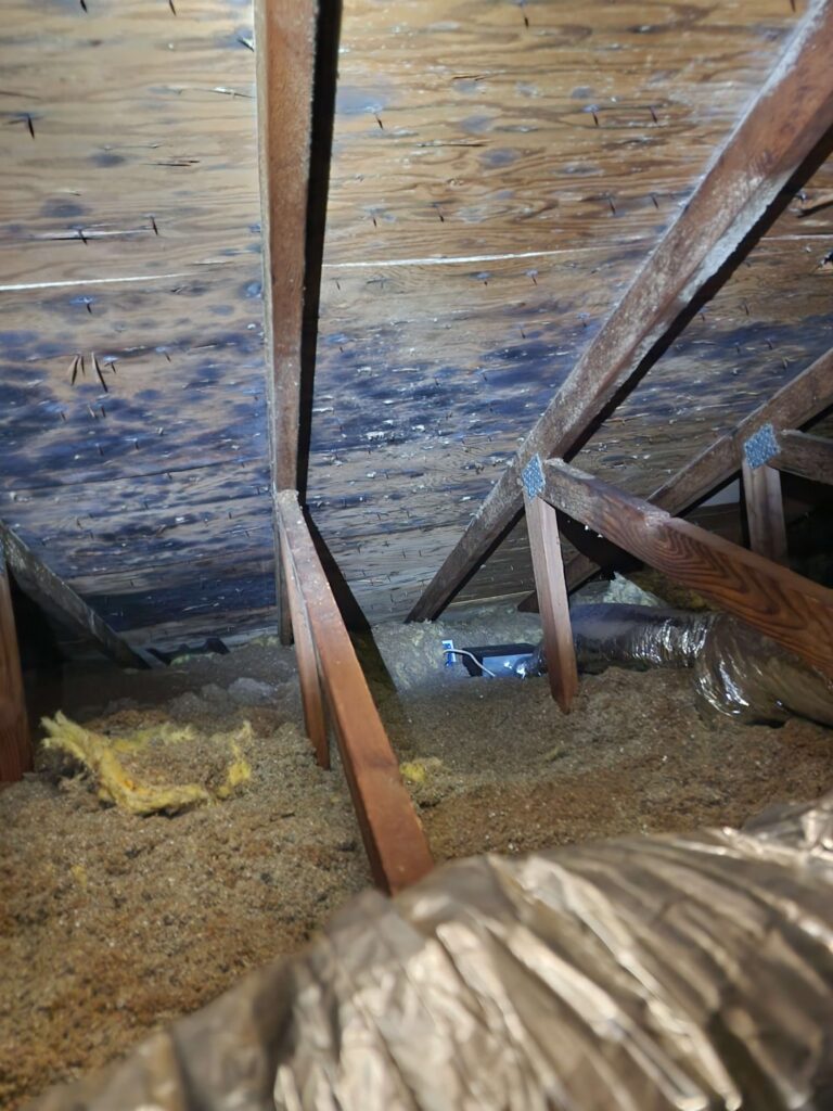 An attic shows extensive dark mold growth on wooden roof decking above loose insulation.