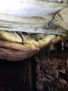 Damp, discolored fiberglass insulation with dark mold growth in a cramped, poorly lit space.