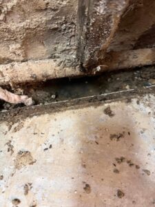 A dirty gap between rough wooden structures reveals debris and scattered rodent droppings on a light