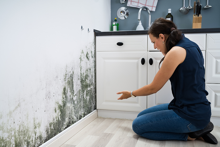 Mold remediation
