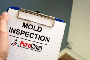 mold inspection