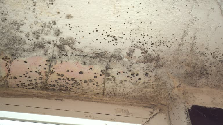 High humidity and mold removal