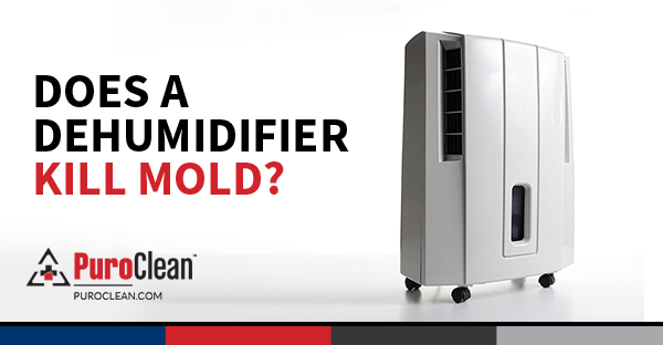 Can dehumidifiers remove mold?