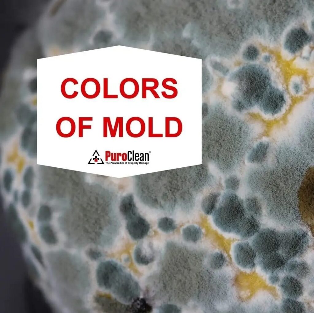 Colors of Mold