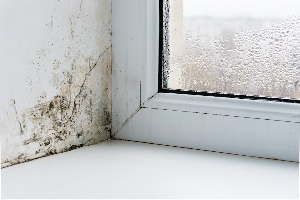 Mold on a wall next to a windowpane