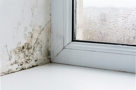 Mold on a wall next to a windowpane