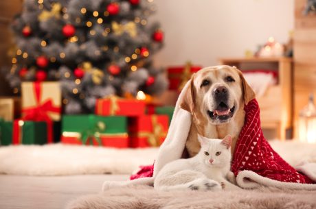 Yellow dog and white cat together under a blanket in a room decorated for Christmas.