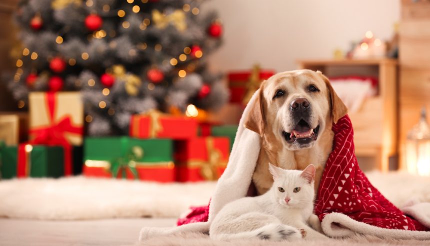 Yellow dog and white cat together under a blanket in a room decorated for Christmas.