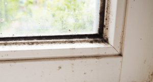 mold removal