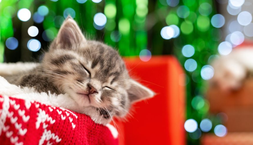 Brown tabby kitten sleeps on a red Christmas blanket with Christmas decor in the background.