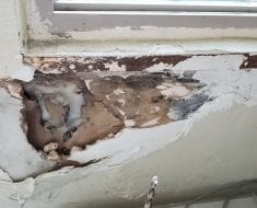 Mold Cleanup