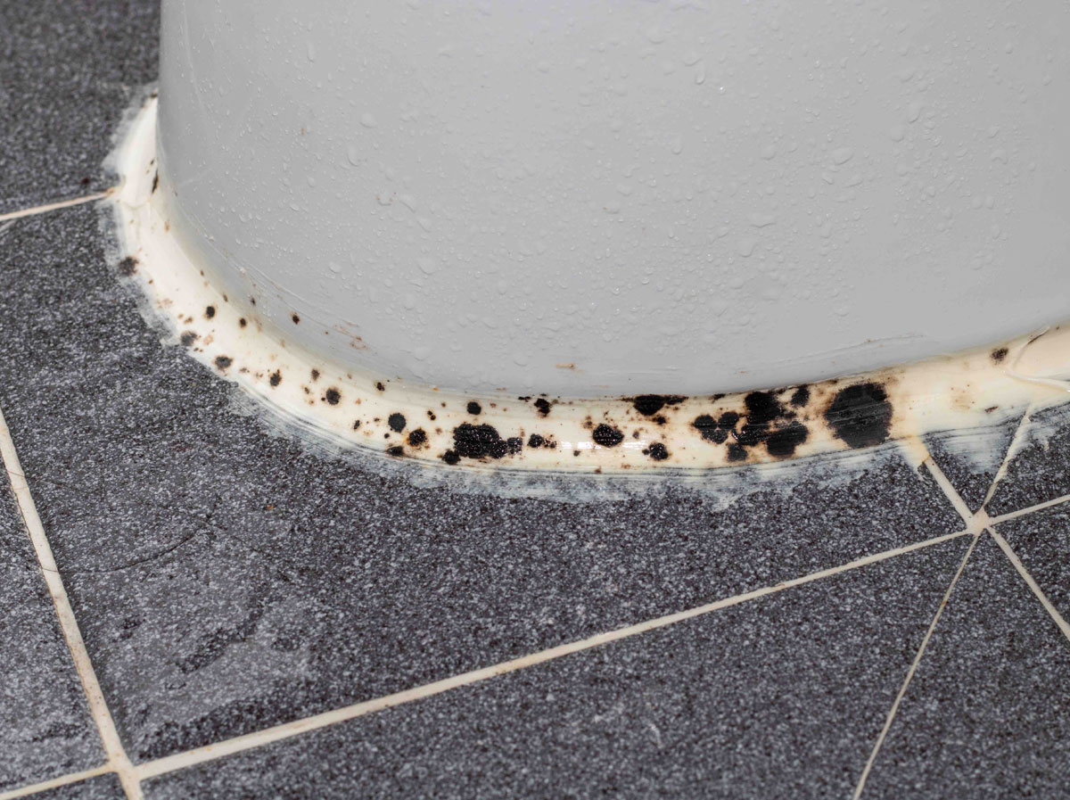 Understanding the Dangers of Black Mold Exposure