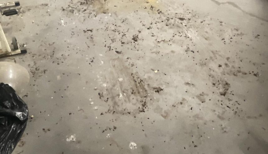 A rat-infested barn calls for biohazard cleanup.