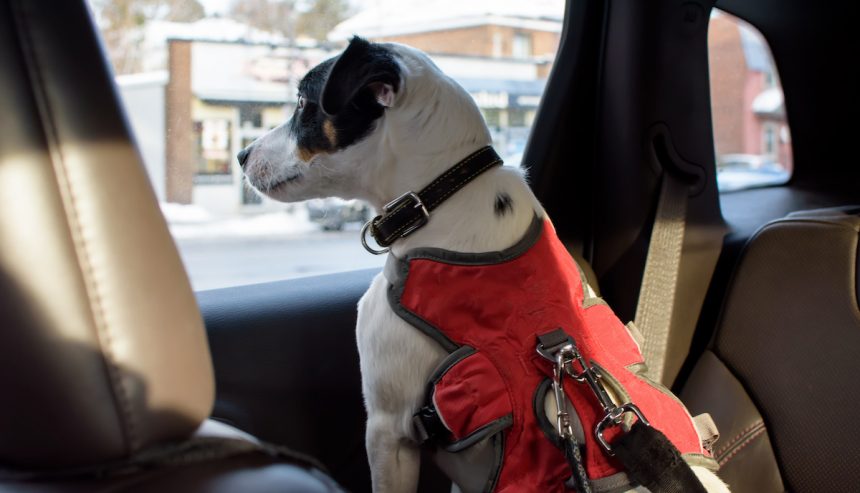 animal emergency preparedness - dog in car