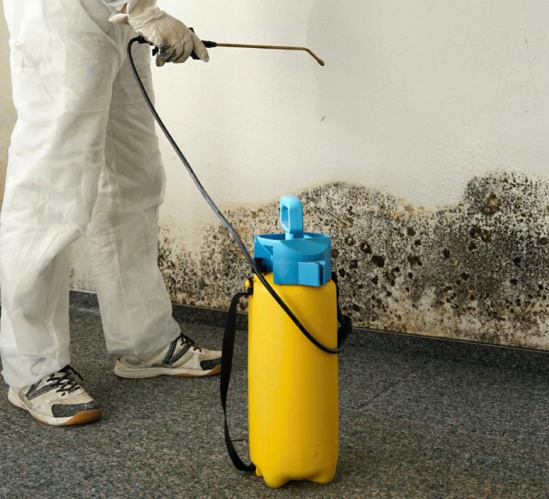 How Long Does It Take For Mold To Grow After a Water Leak?