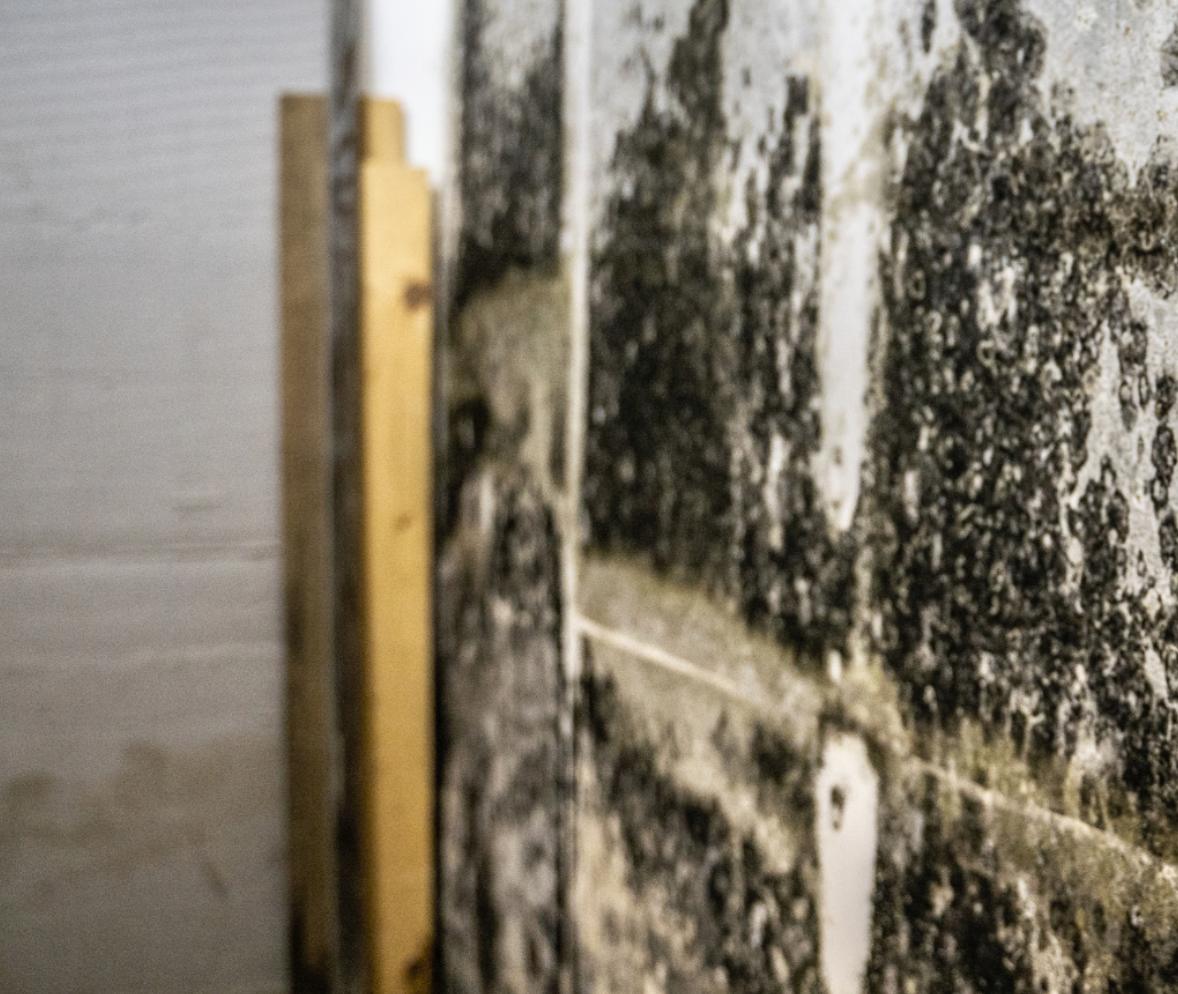 What Kills 100% of Mold? Mold Remediation In Fort Mill, SC