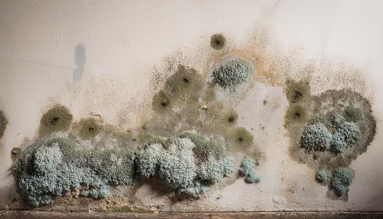 Preventing Mold After Water Damage: Tips from Fort Mill Restoration Experts