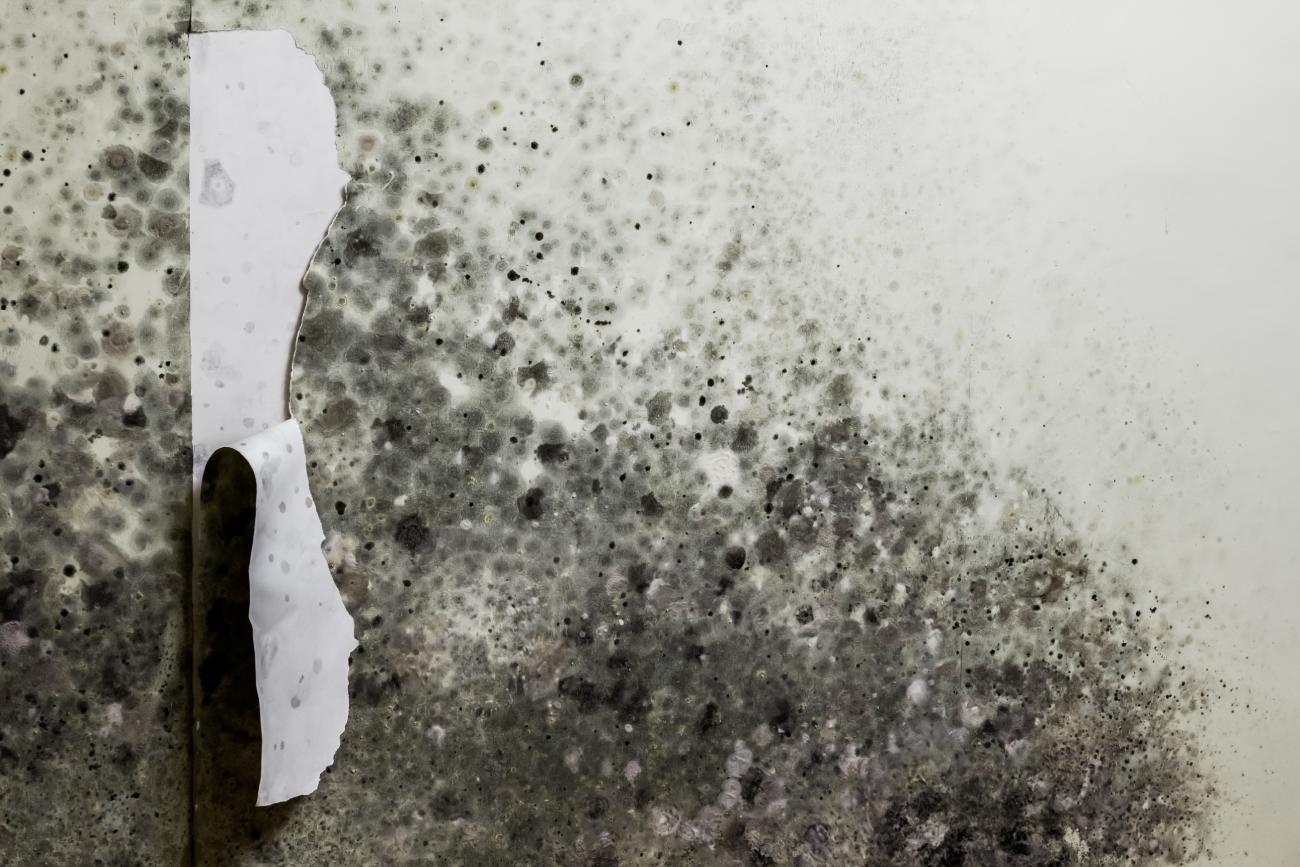 The Dangers of DIY Mold Removal and Why Fort Mill Homeowners Should Avoid It