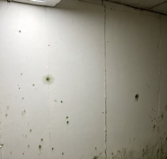 Mold in Basement: Mold & Odor Removal Near Me – Columbus, Ohio