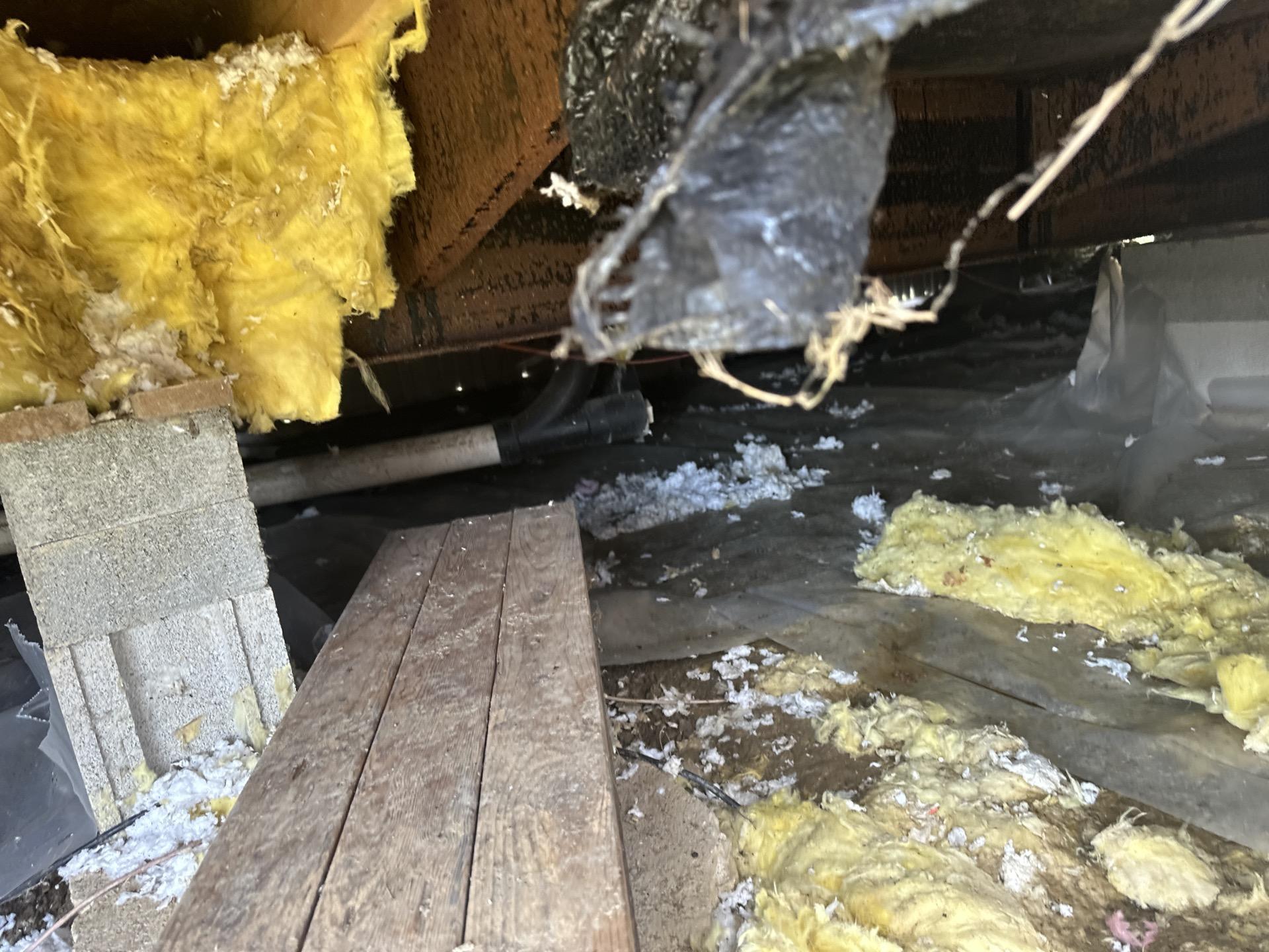 Mold to grow