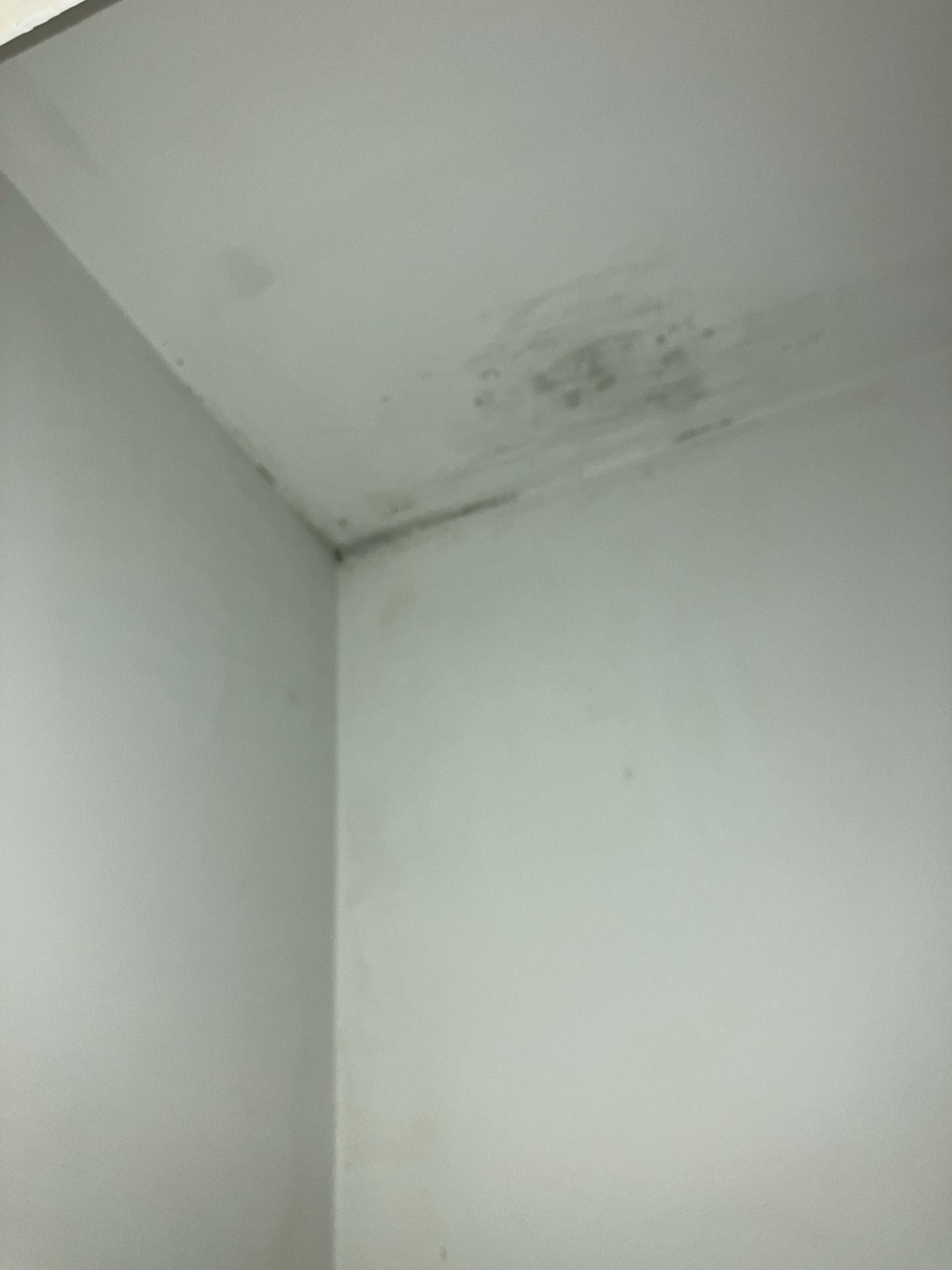 mold smell - Mold removal remediation company in Columbus, Ohio