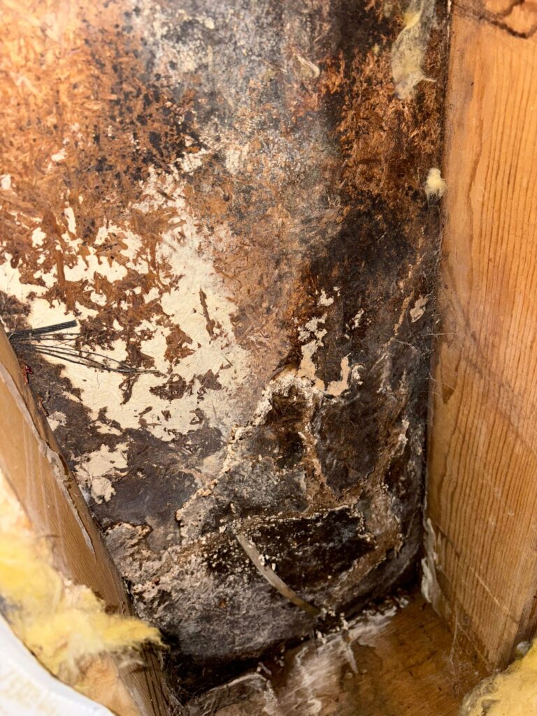 4 Warning Signs Mold May Already Be Growing After a Leak