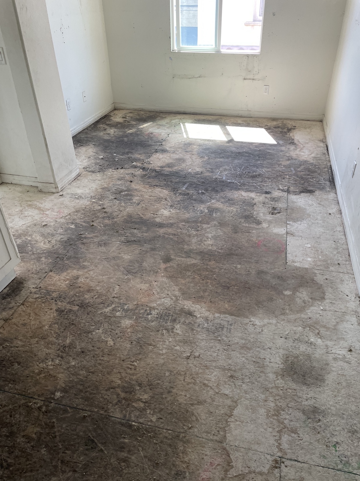 Mold damage restoration 
