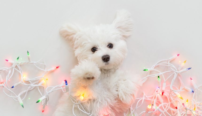 Maltese puppy wrapped in Christmas lights.