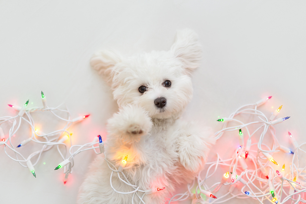 Maltese puppy wrapped in Christmas lights.