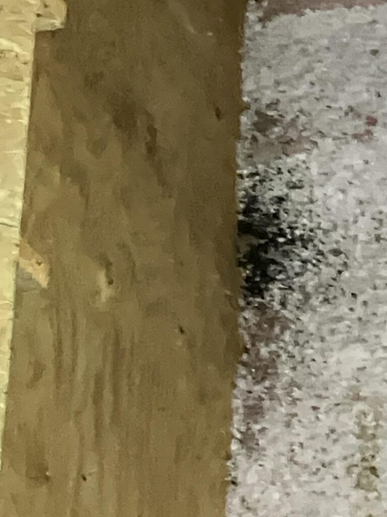 mold from a roof leak - Mold in the Attic, Mold Removal in Indiana