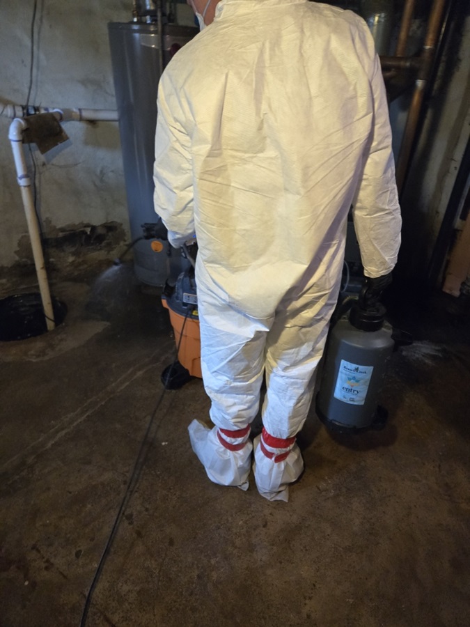 How long do I have before mold becomes permanent in my Indianapolis basement?