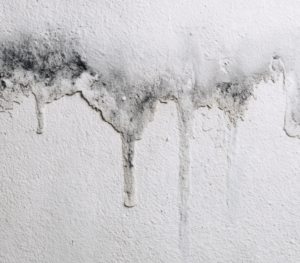 5 Powerful Steps to Remove Water Stains From Walls Before Mold Spreads