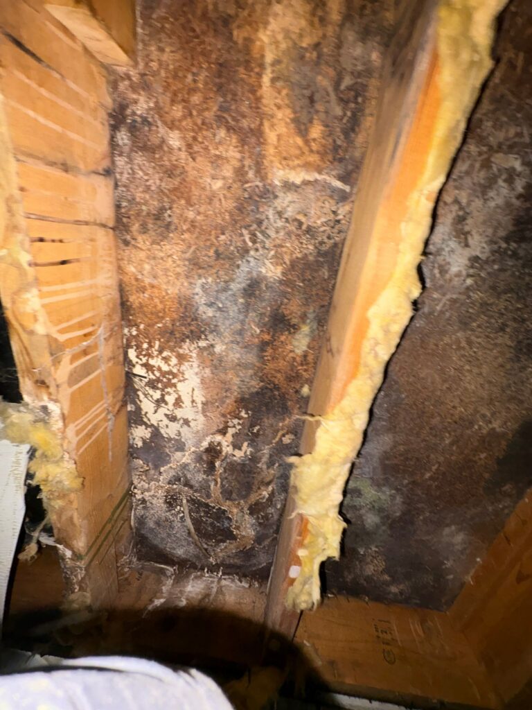 11 Hidden Places Mold Grows After Water Damage in Homes