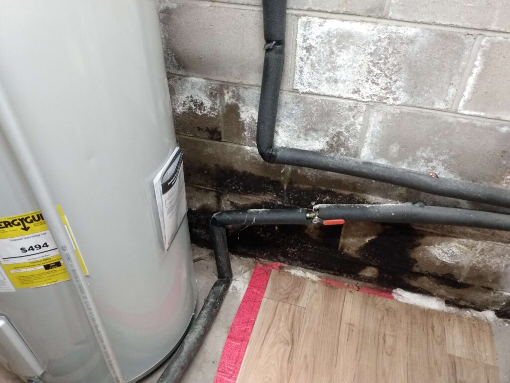 How Fast Does Mold Grow After a Leak? 5 Frightening Facts Every Homeowner Should Know