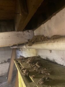 9 Warning Signs Mold Is Secretly Growing Inside Your Attic