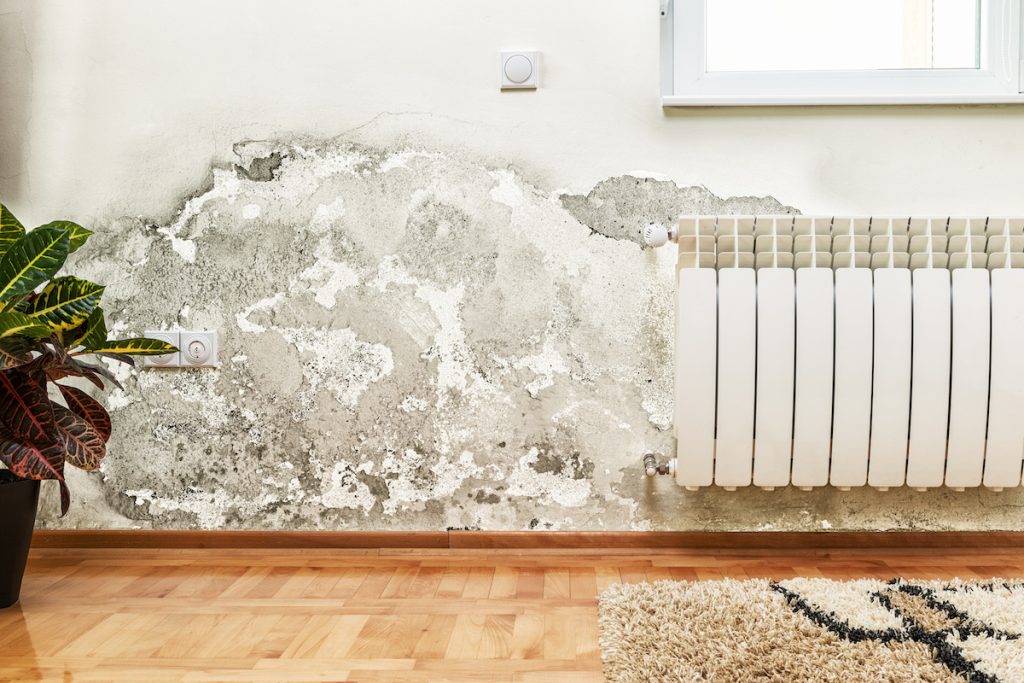 what to do about mold