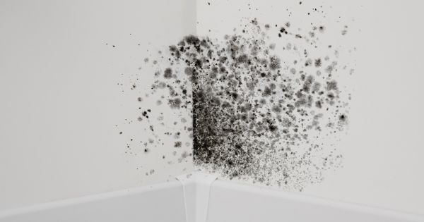 how to remove mold from walls