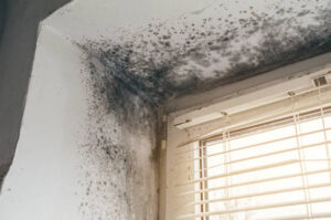 Mold Damage Restoration Near Me