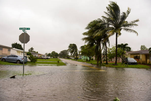 A flooded residential street shows palm trees swaying in strong winds, with a shark fin visible in the