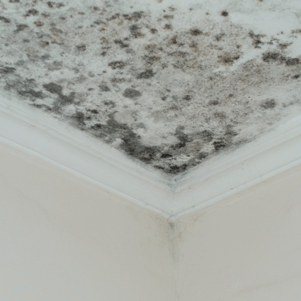 mold