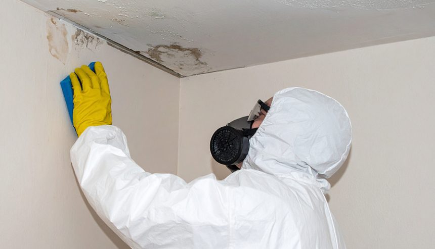 professional-mold-removal