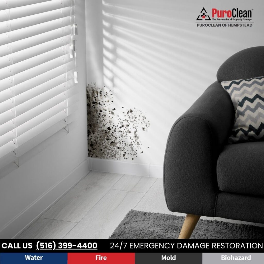 Mustiness in Hempstead homes
