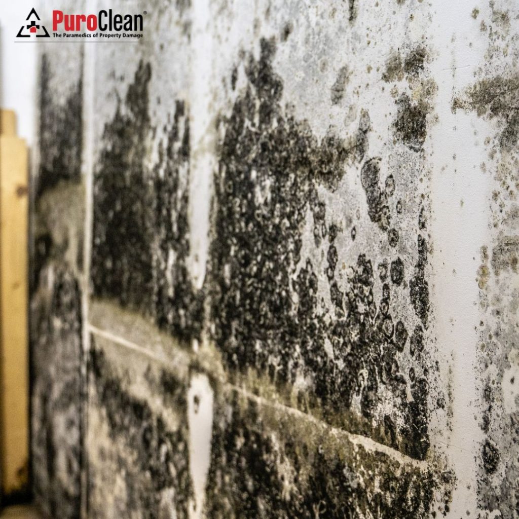 The Complete Guide to Mold Remediation in Uniondale: Home Safety