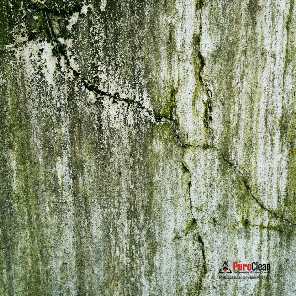 mold removal