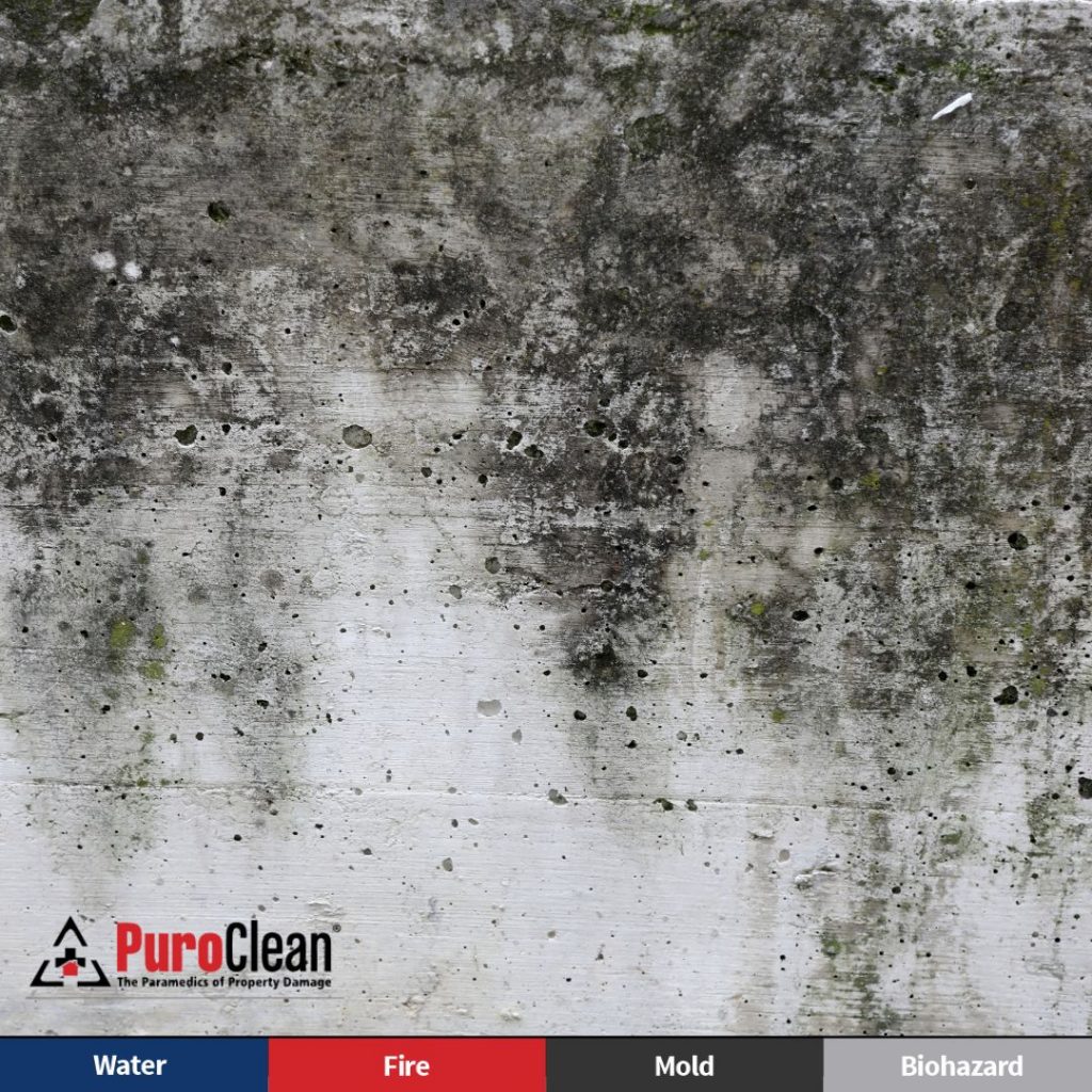 Mold Remediation Services
