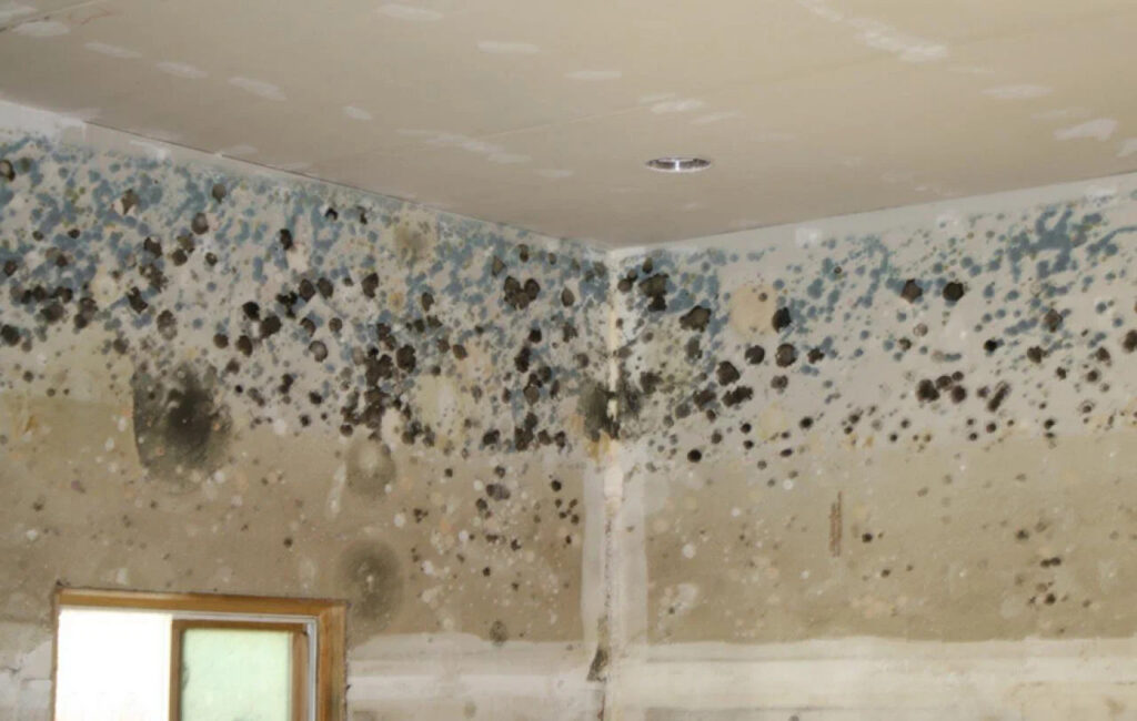 professional mold removal