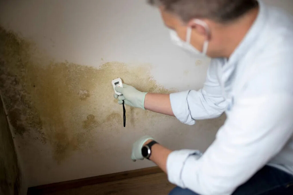 professional mold removal