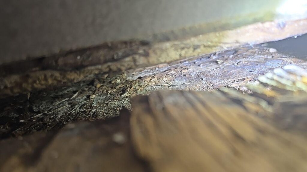 basement flood cleanup