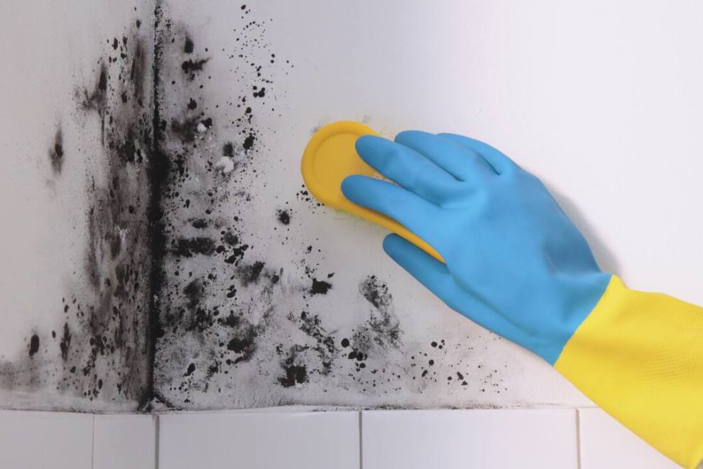black mold clean up